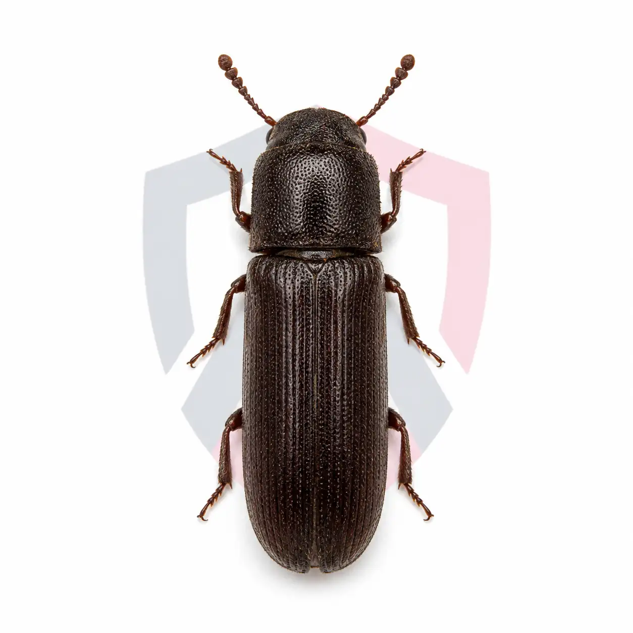 Powder Post Beetles
