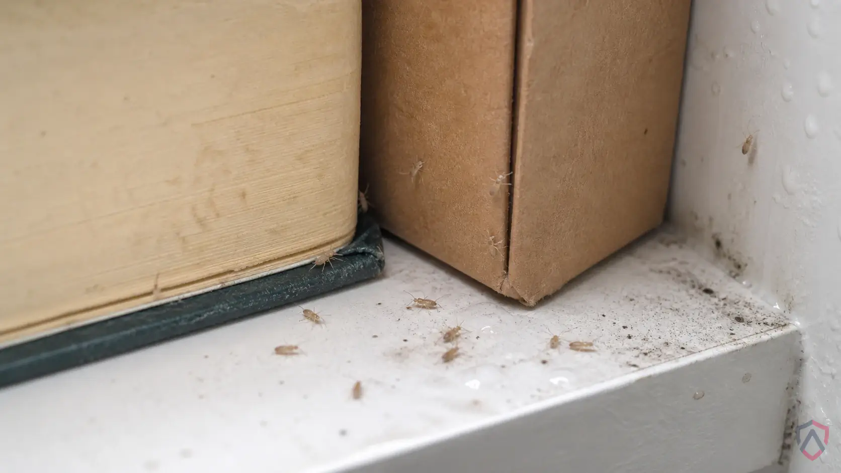 Psocids activity in sunny siding, window frames, door thresholds, basements, garages, foundation cracks, and attic edges in Minnesota