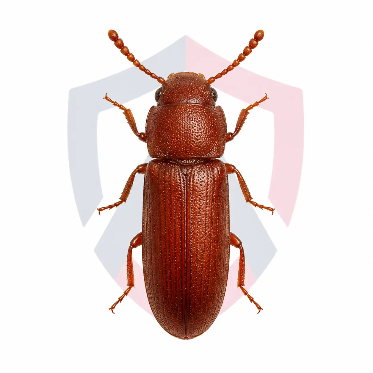 Red Flour Beetles