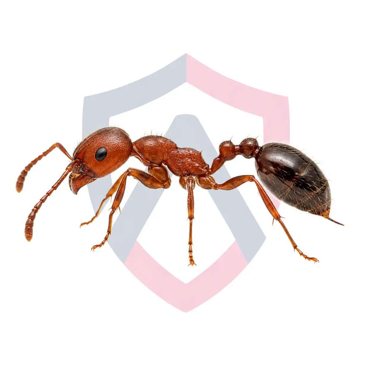 Red Imported Fire Ants
