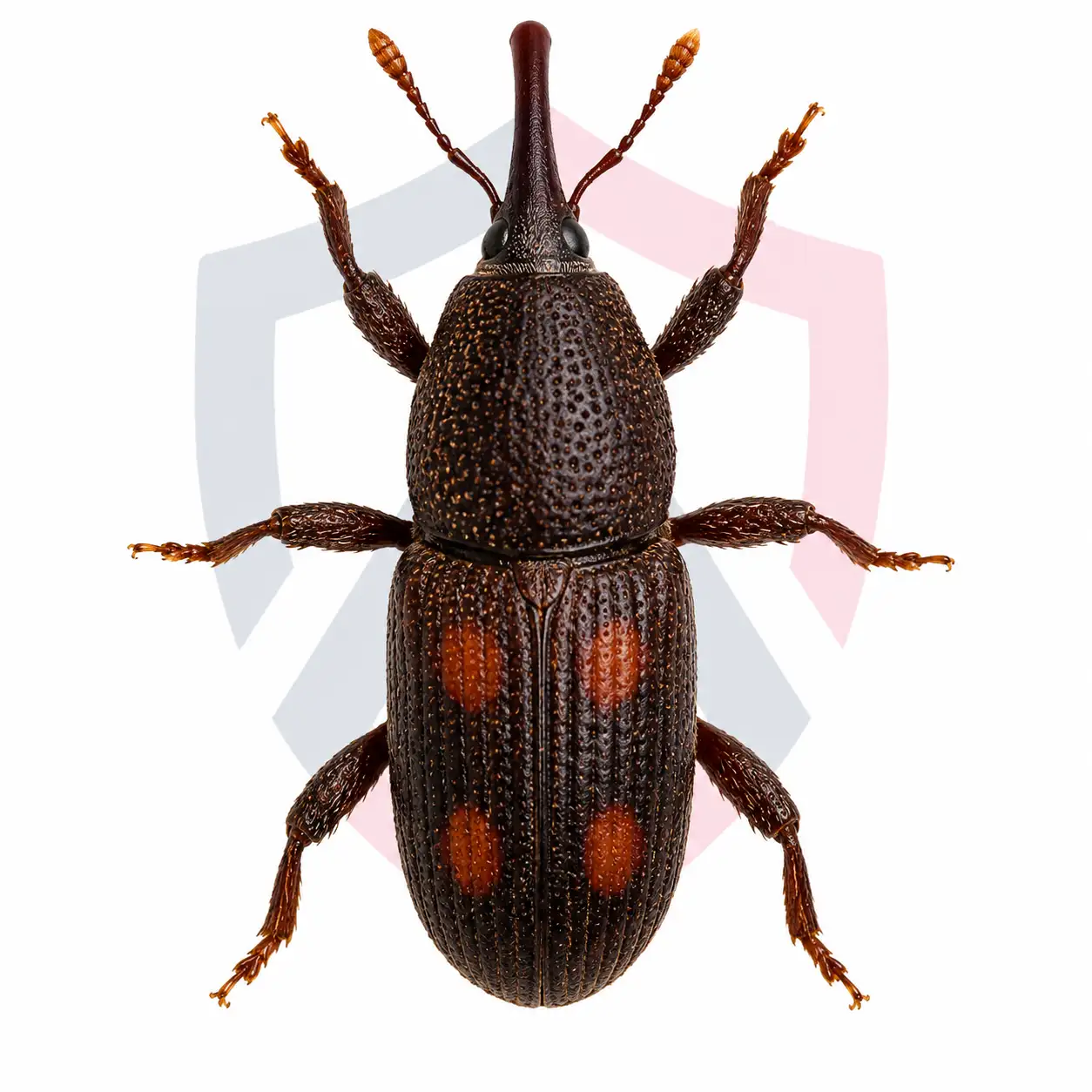 Rice Weevils