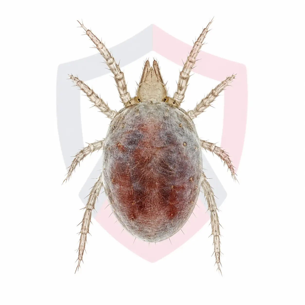 Rodent Mites