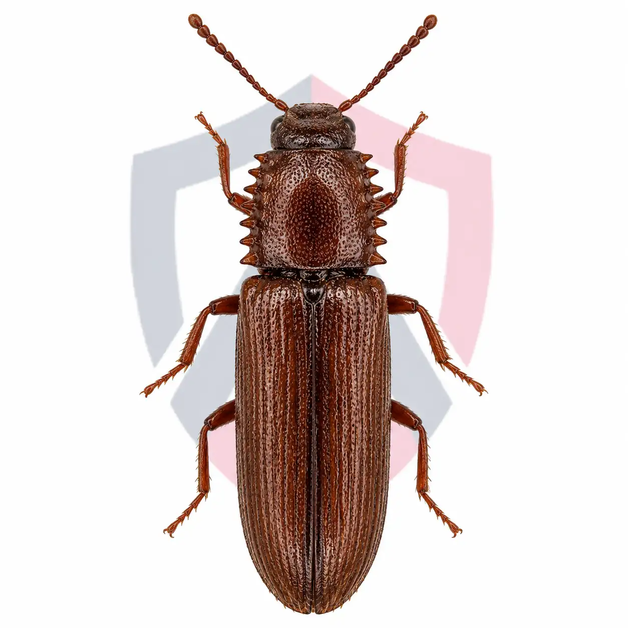 Sawtoothed Grain Beetles