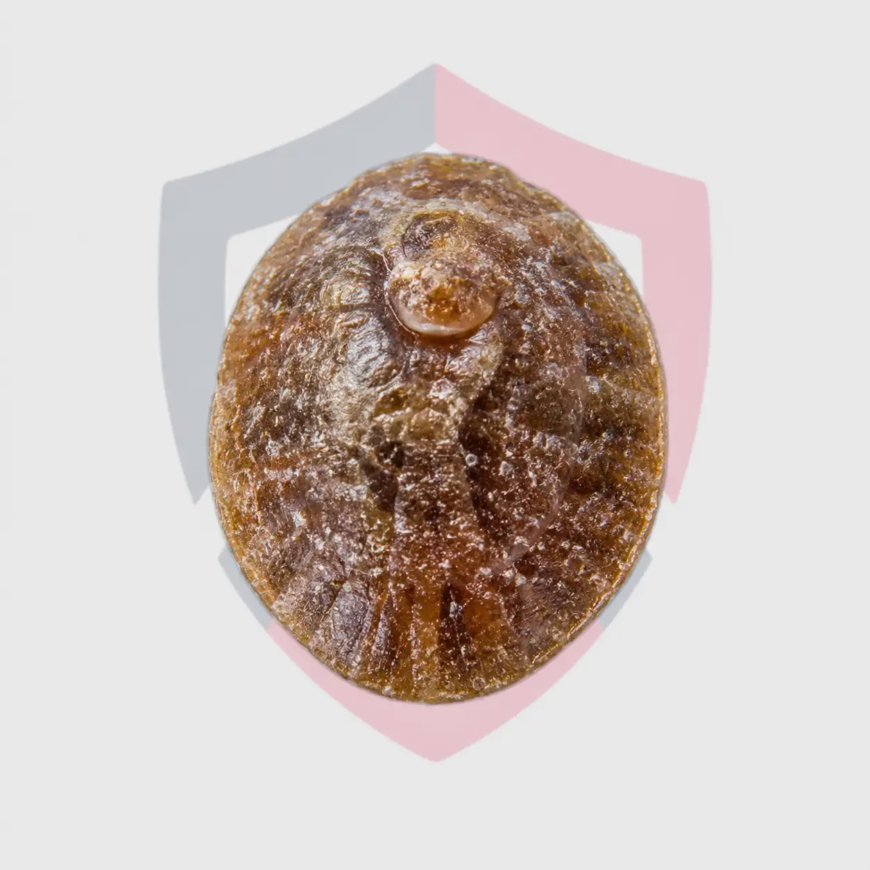 Scale Insects
