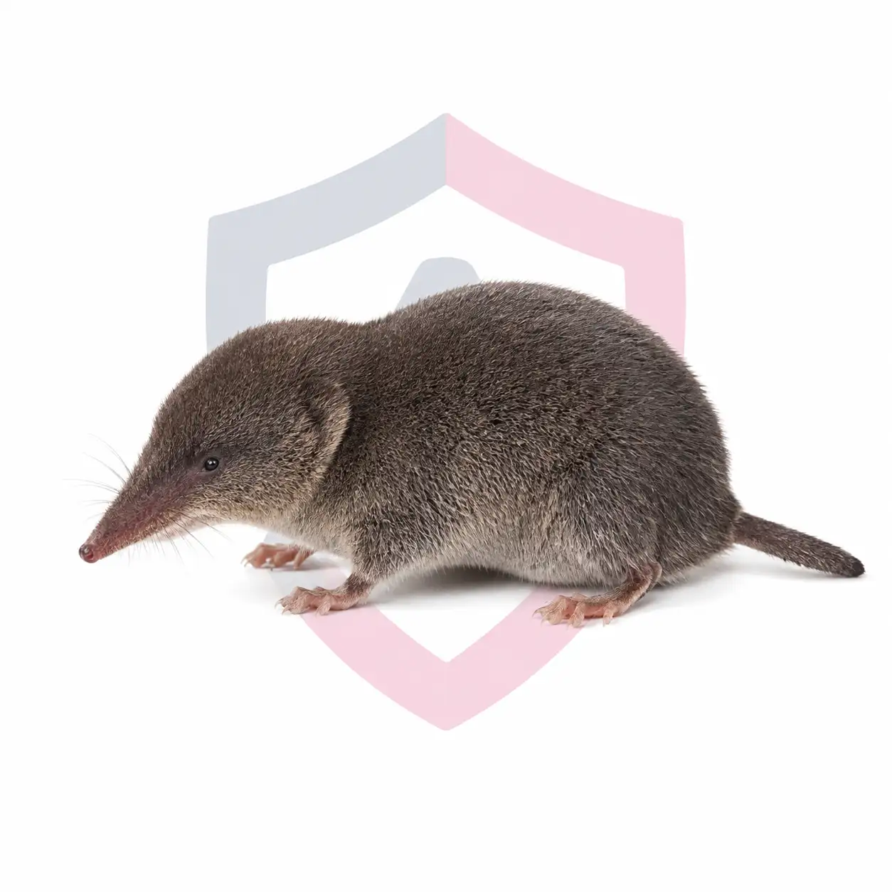 Shrews