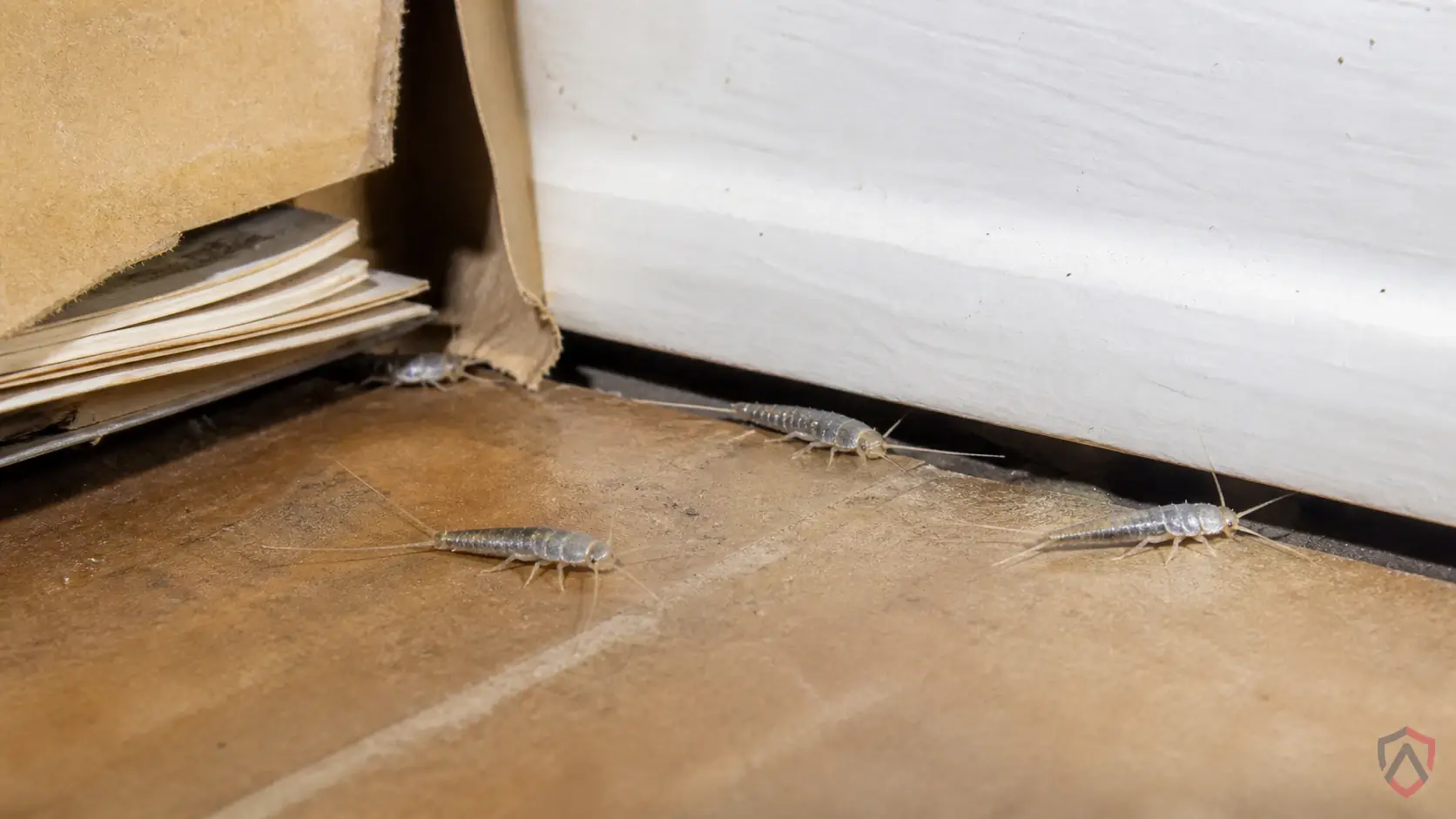 Silverfish activity in sunny siding, window frames, door thresholds, basements, garages, foundation cracks, and attic edges in Minnesota