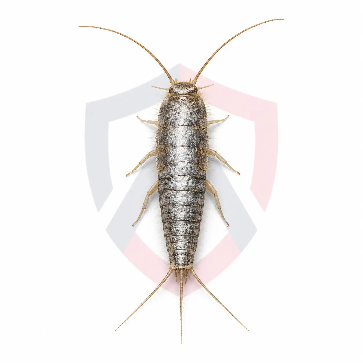 Silverfish