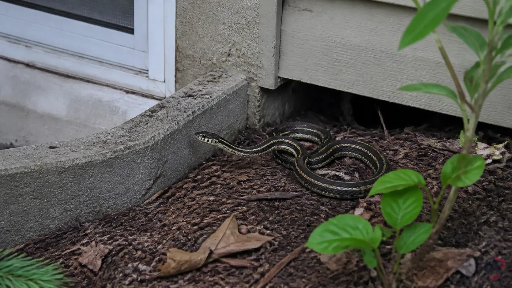 Snakes activity in foundations, rock beds, tall grass, basements, sheds, and rodent-prone areas in Minnesota