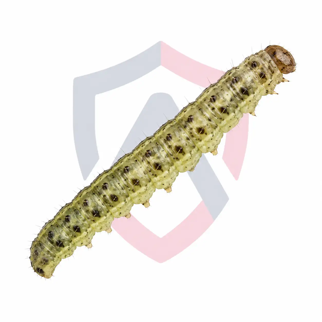 Sod Webworms