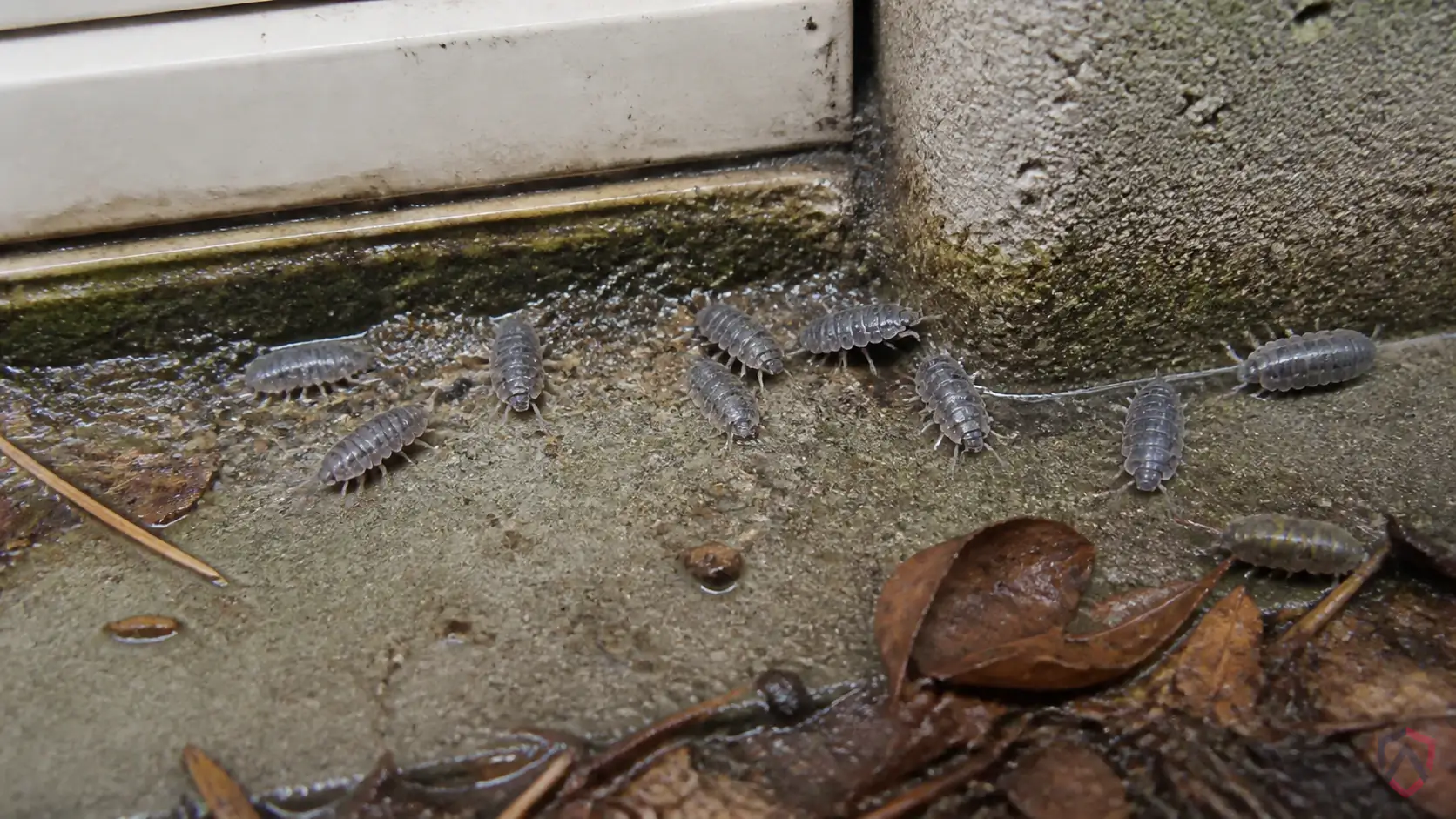 Sowbugs activity in sunny siding, window frames, door thresholds, basements, garages, foundation cracks, and attic edges in Minnesota