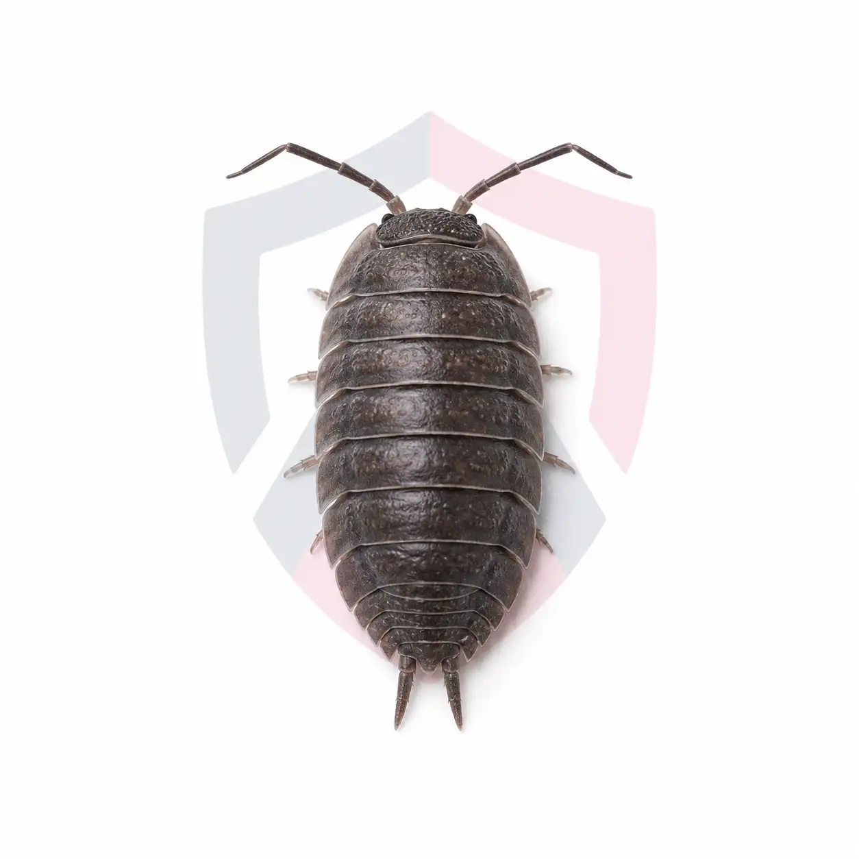 Sowbugs