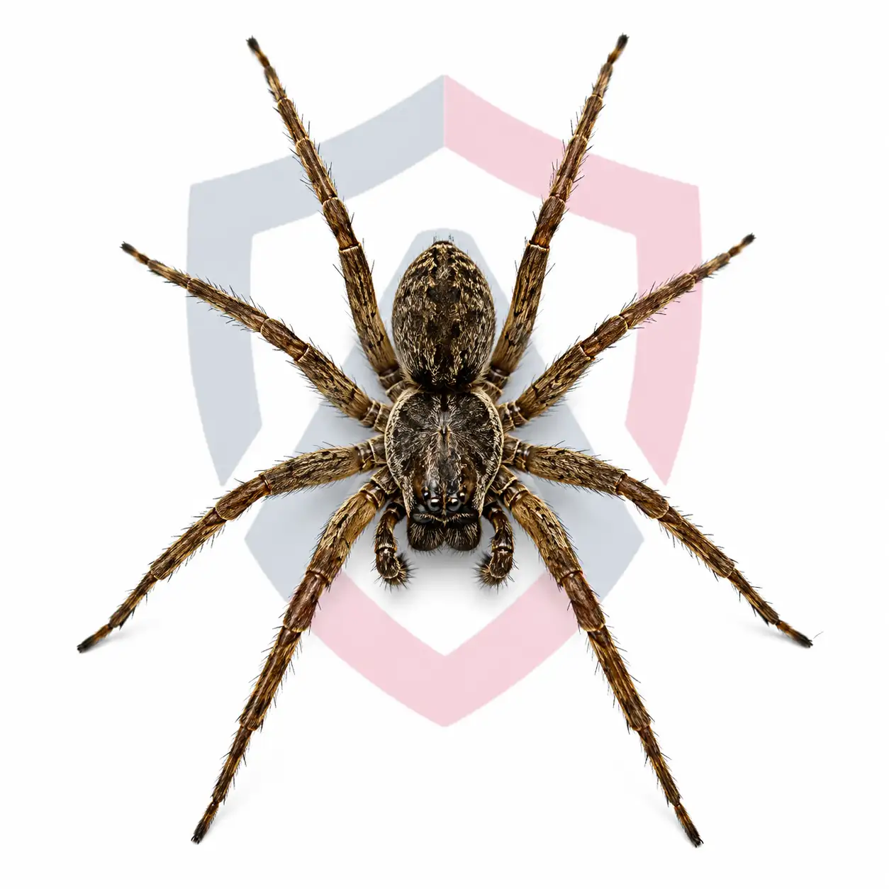 Spiders