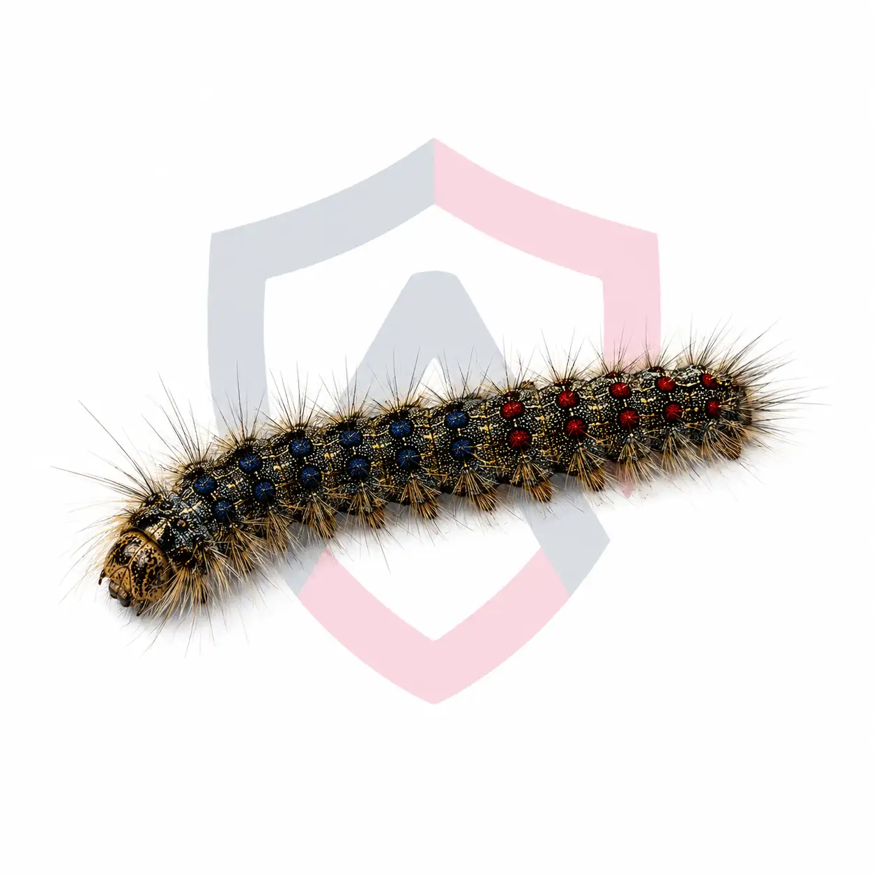 Spongy Moth Caterpillars