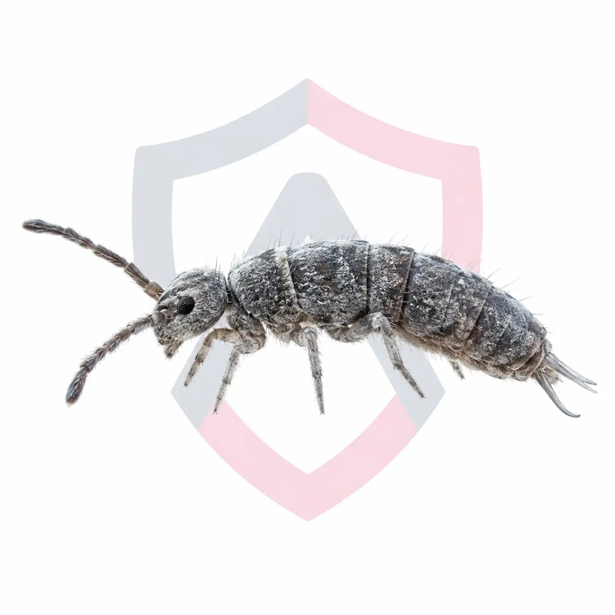 Springtails