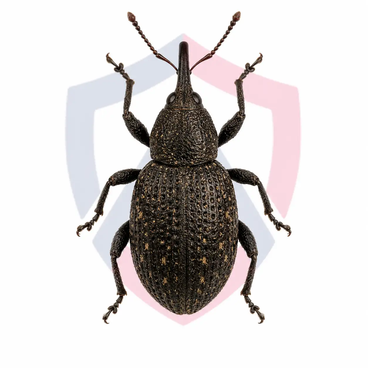 Strawberry Root Weevils