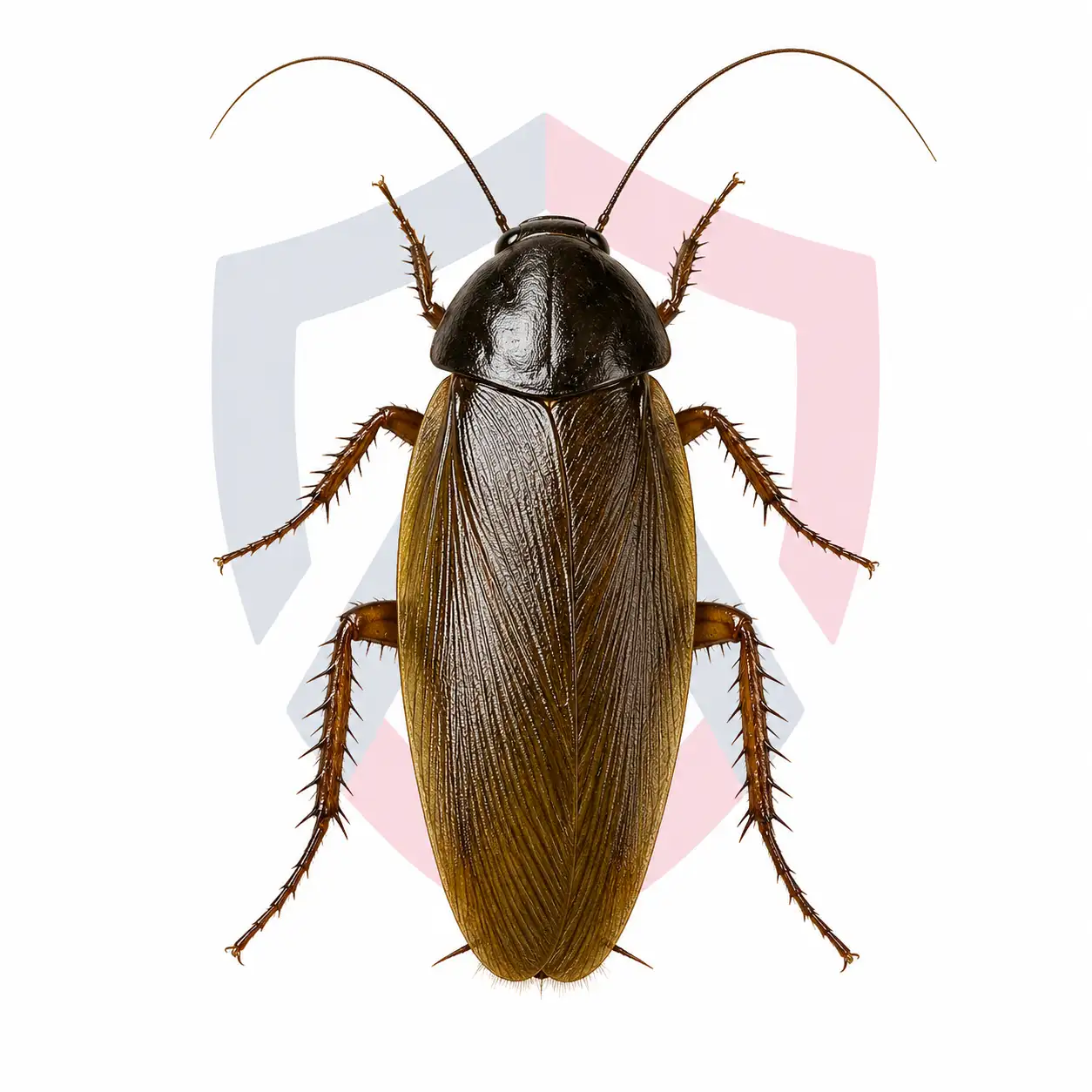 Surinam Cockroach