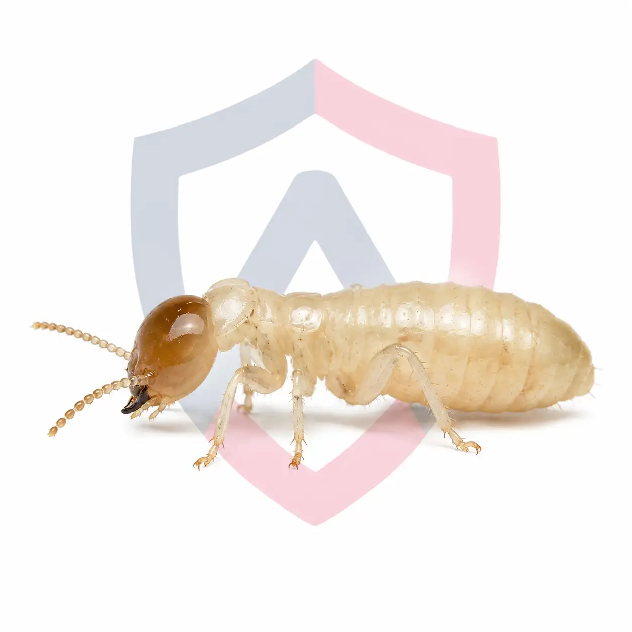 Termites