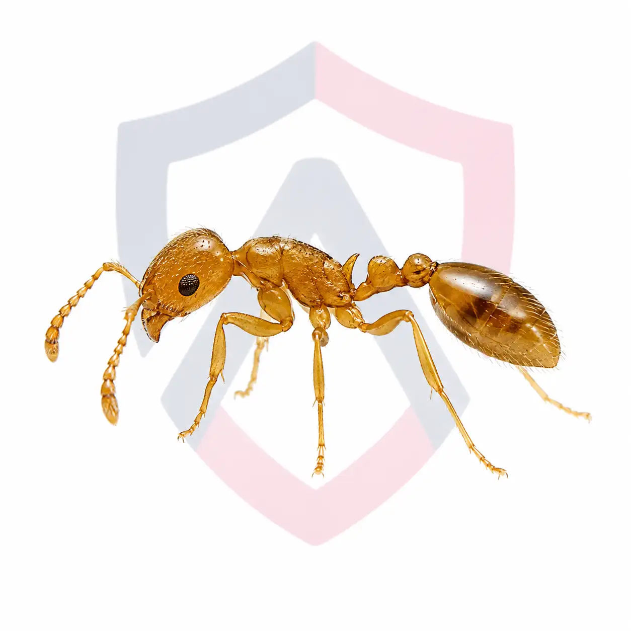 Thief Ants