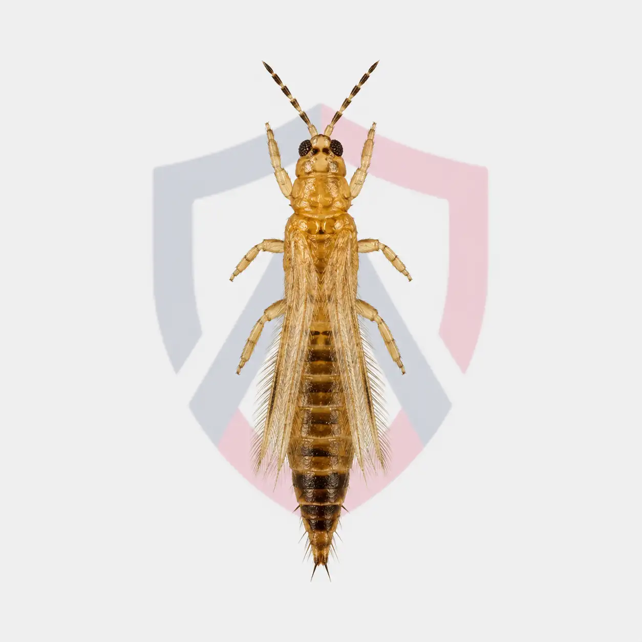 Thrips
