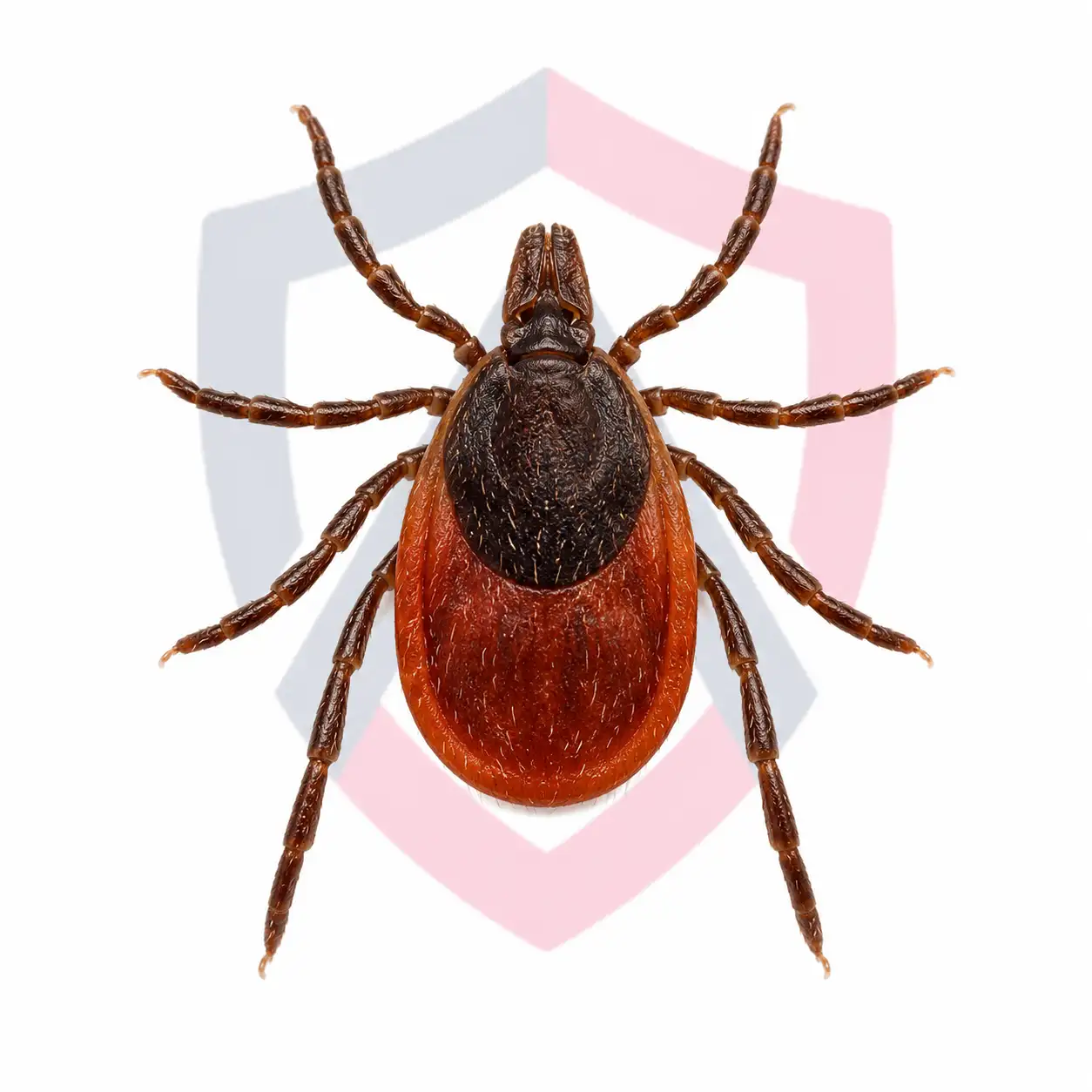 Ticks
