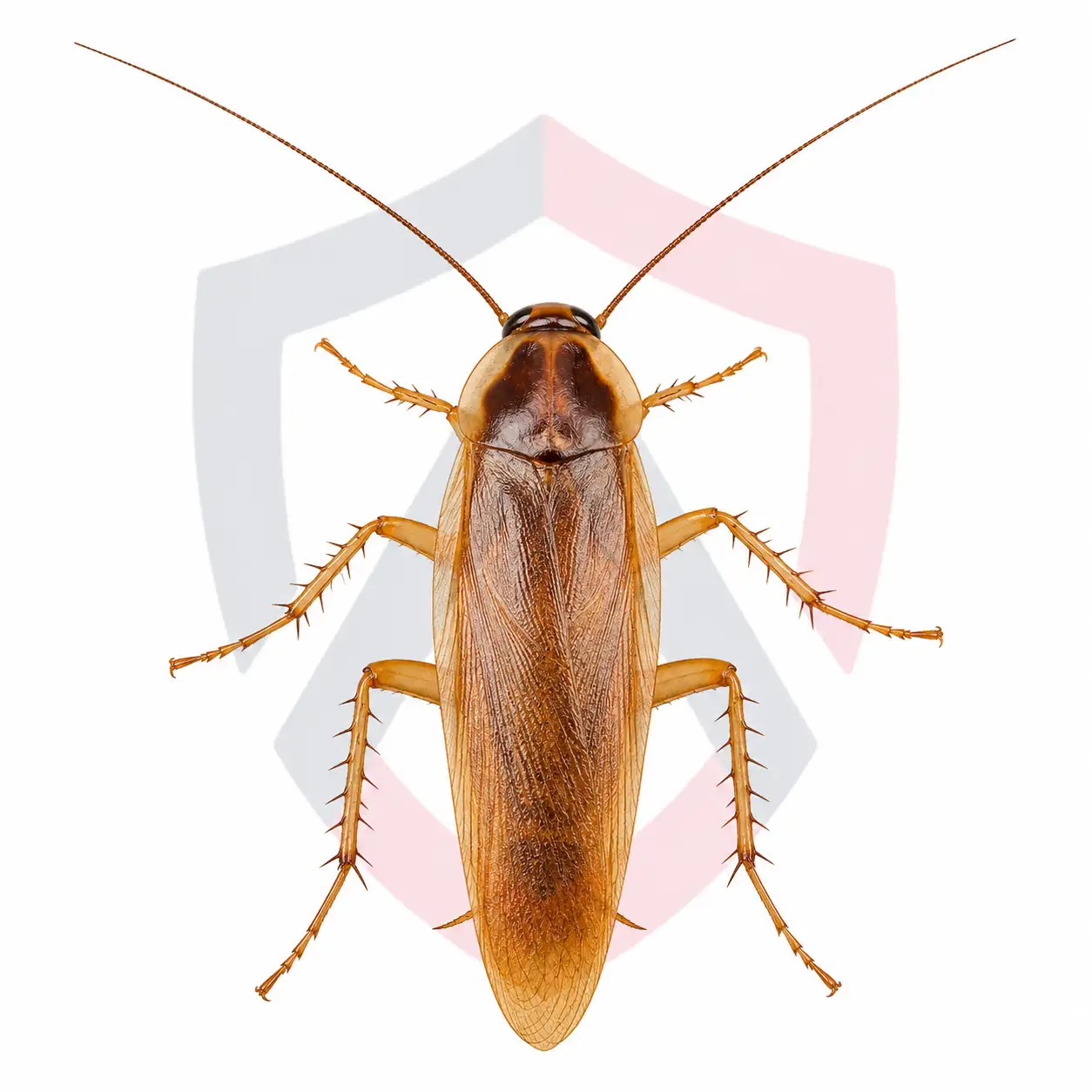 Turkestan Cockroaches