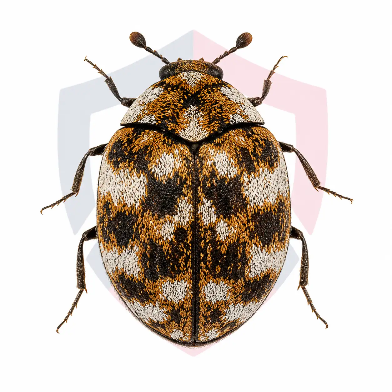 Varied Carpet Beetles