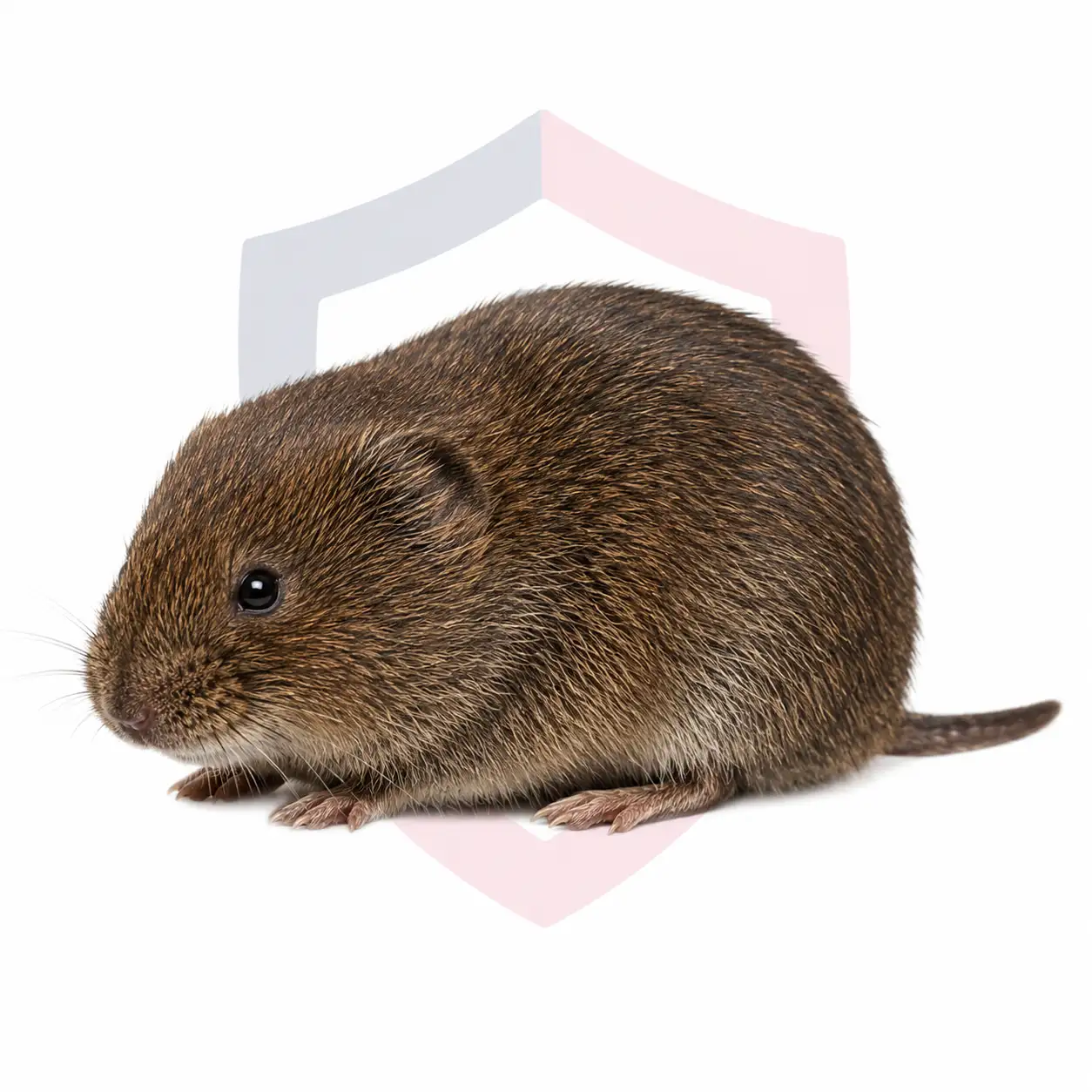 Voles
