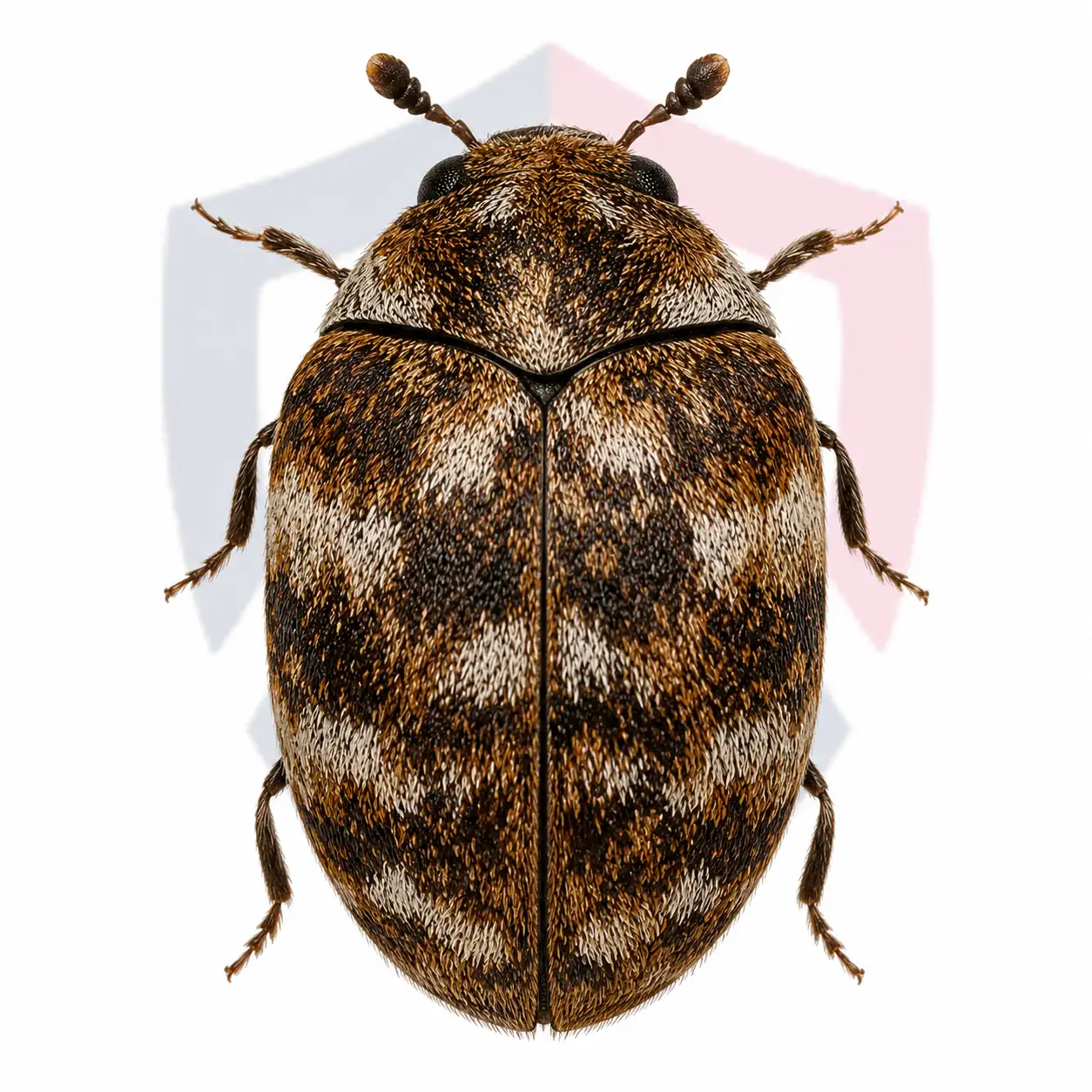 Warehouse Beetles