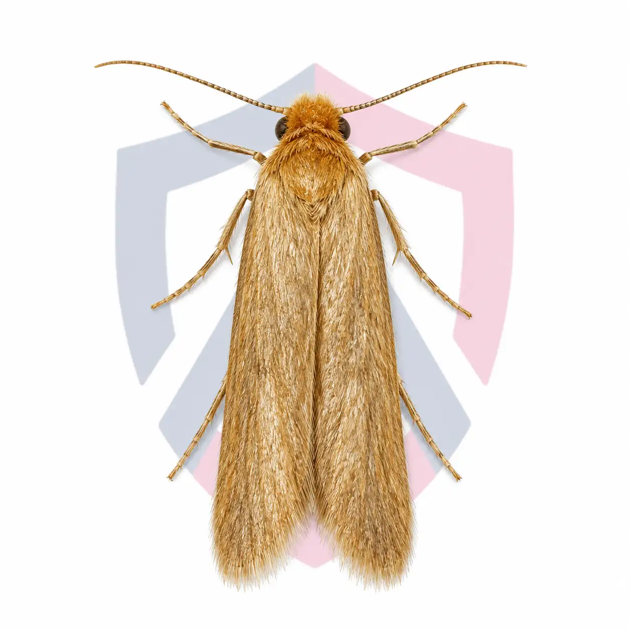 Webbing Clothes Moths