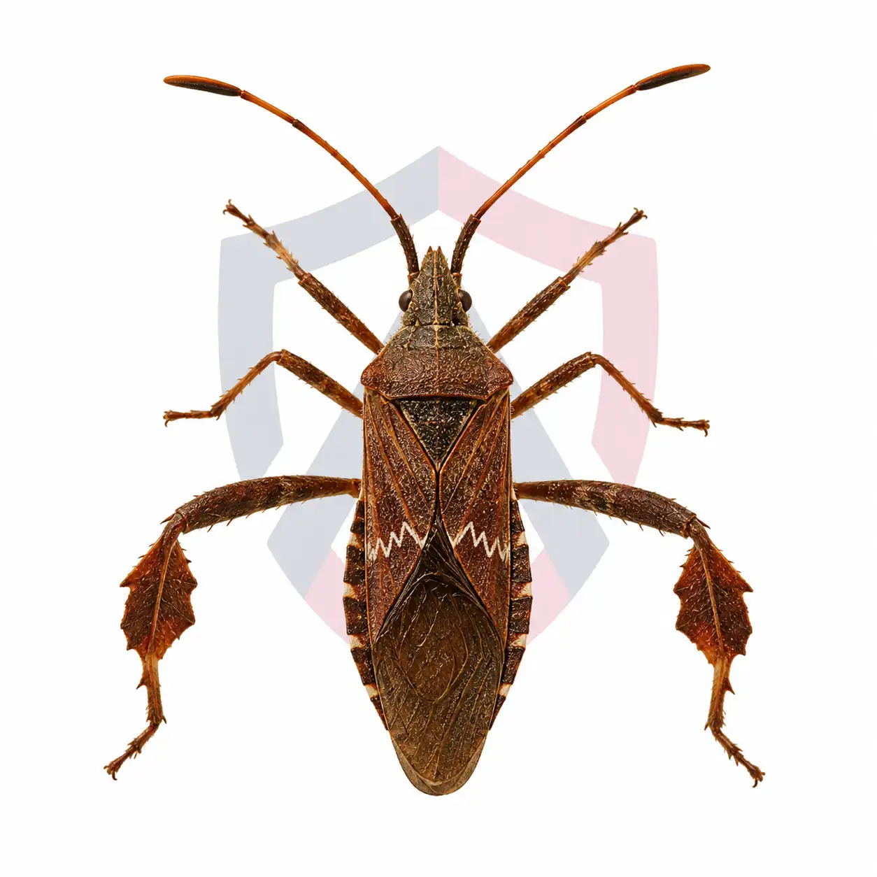 Western Conifer-Seed Bug