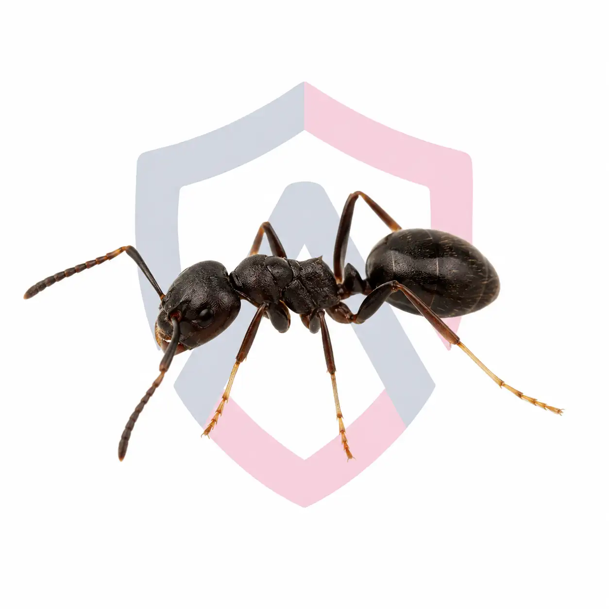 White-Footed Ants