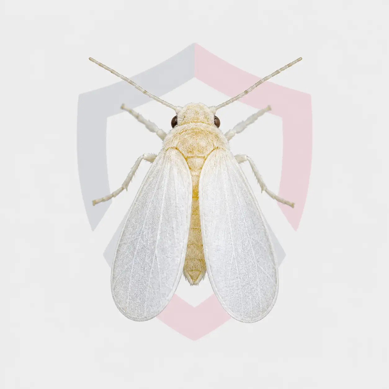 Whiteflies