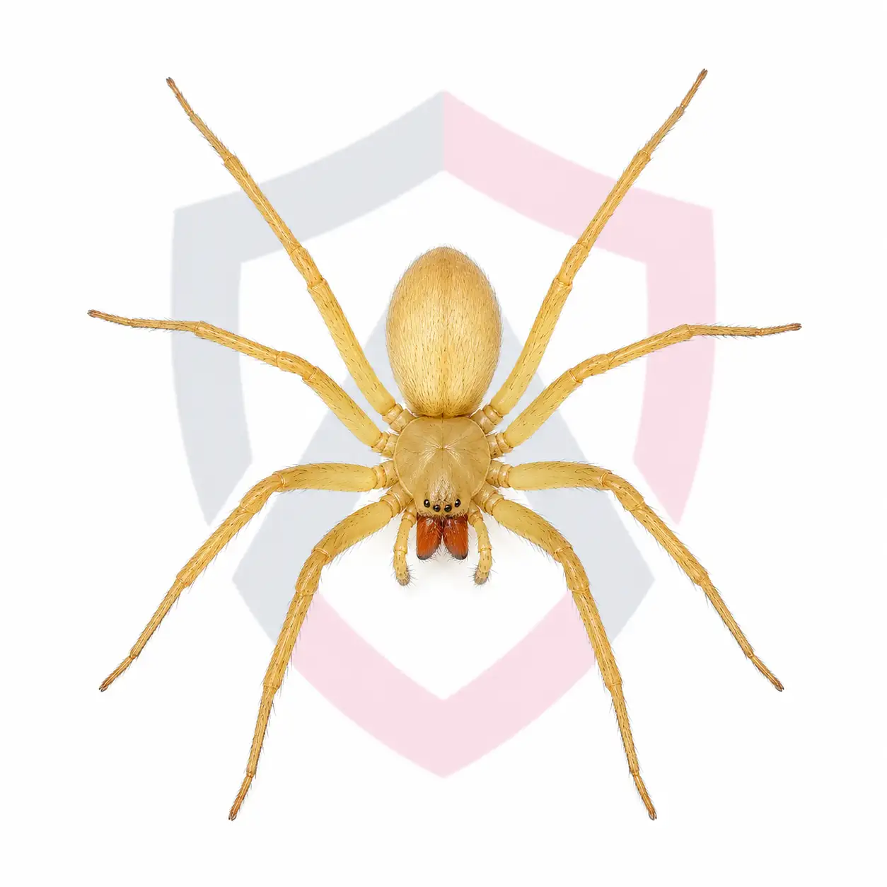 Yellow Sac Spiders
