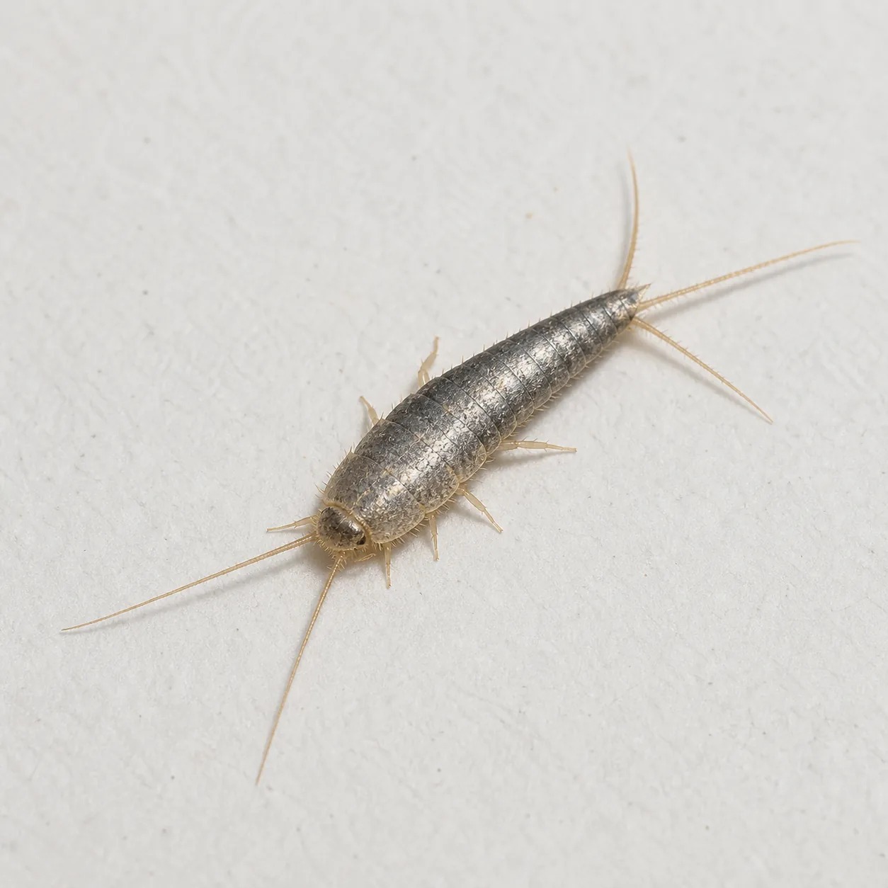 Silverfish in Your Bathroom: Causes and Fixes That Hold