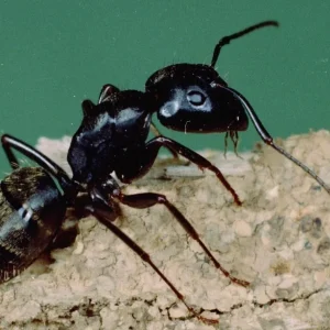 ant (1)