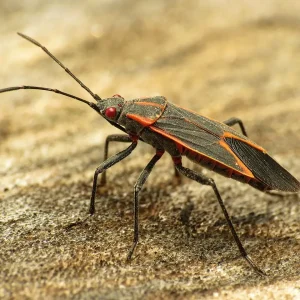 boxelder-bug (1)