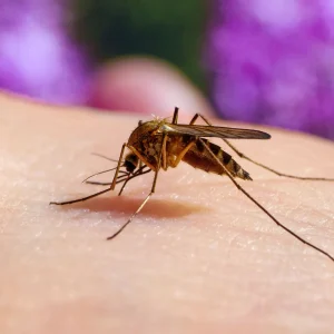 mosquito1