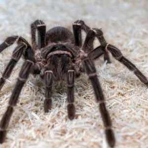 spider