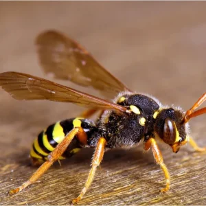 wasp